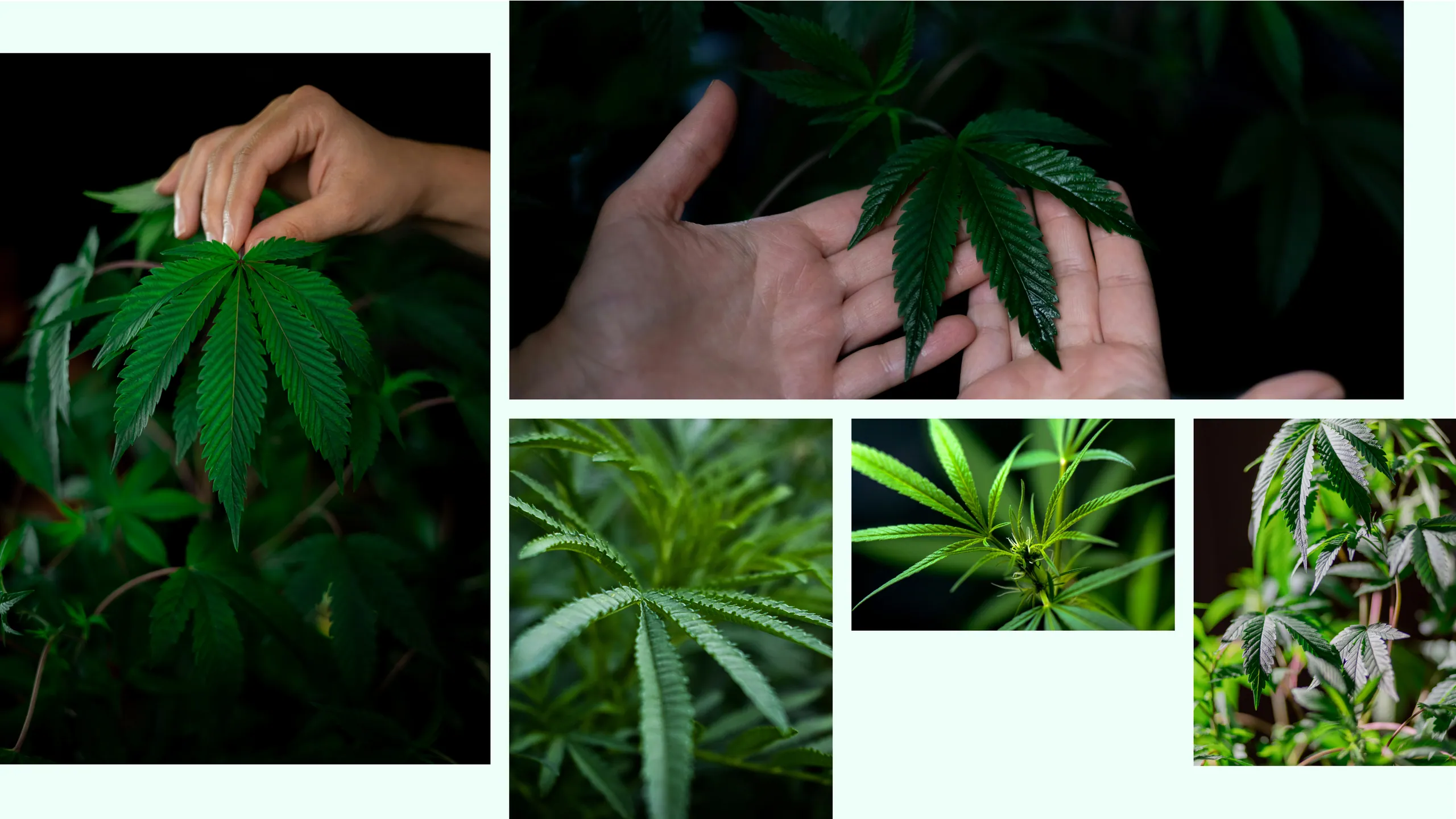 Direct Botanical Farms brand identity 4